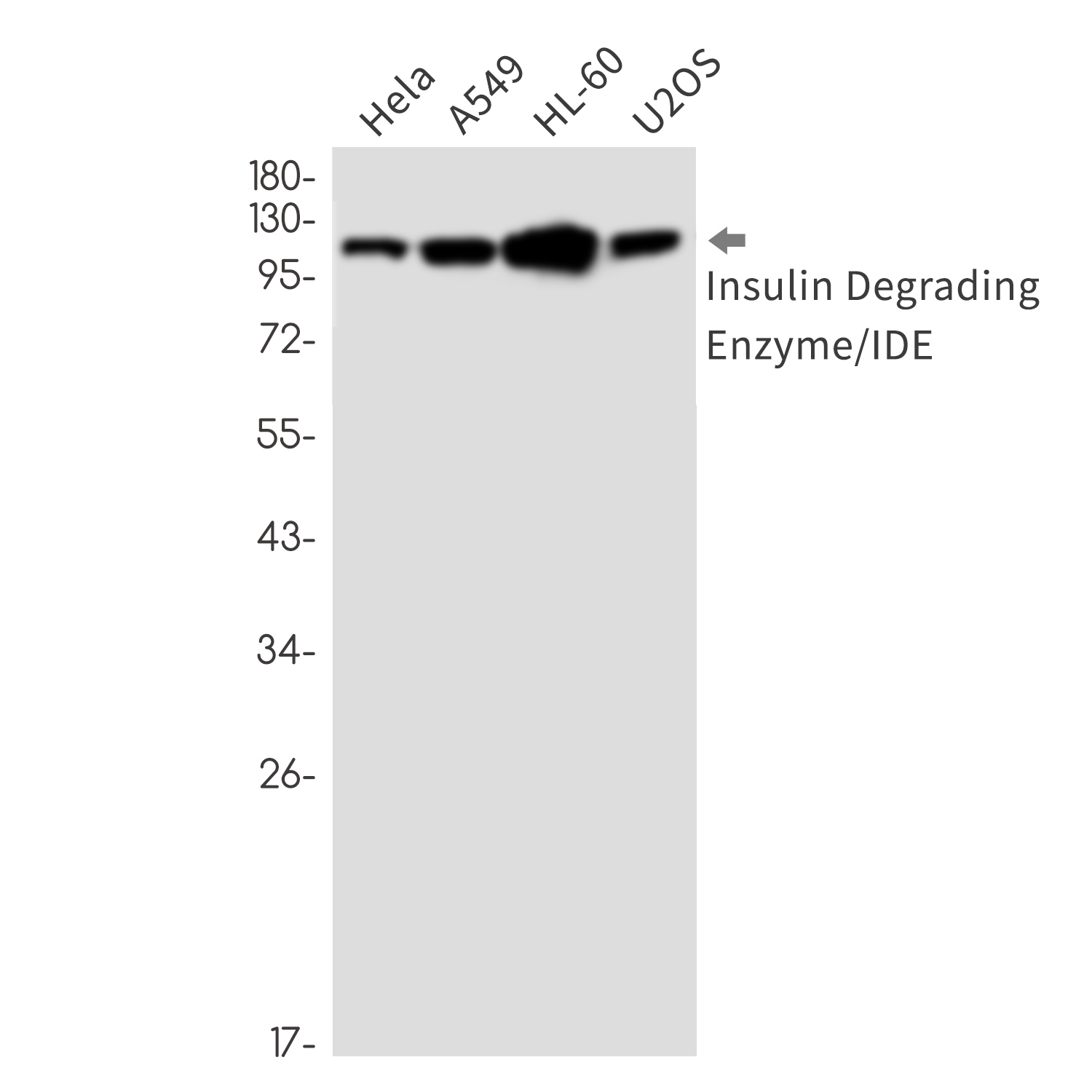 WB - Insulin Degrading Enzyme Rabbit mAb AP76781